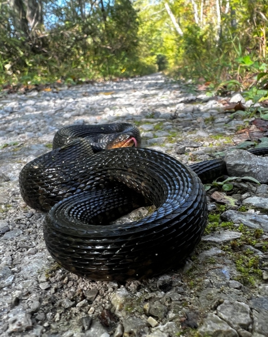 Mississippi Green Water Snake